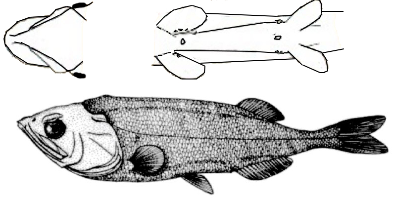 Maulisia argipalla_001.jpg